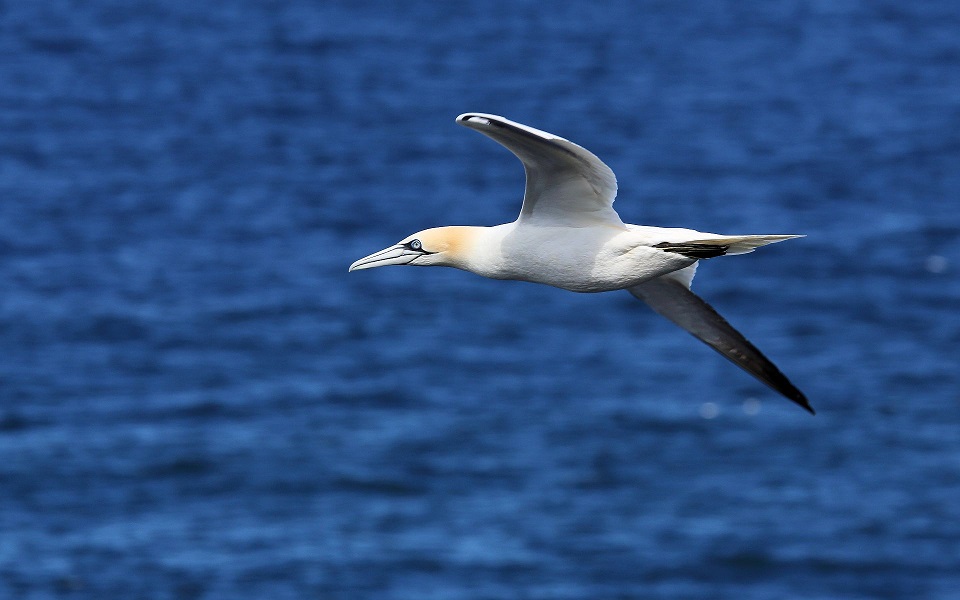 Havssula, Northern gannet, Morus bassanus