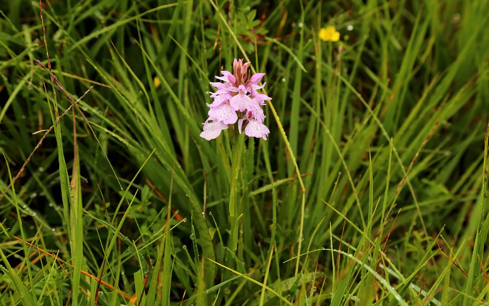 Hebridean spotted-orchid, Dactylorhiza fuchii subsp. hebridensis