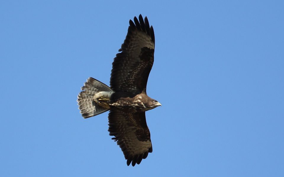 Ormvråk, Common Buzzard, Buteo buteo