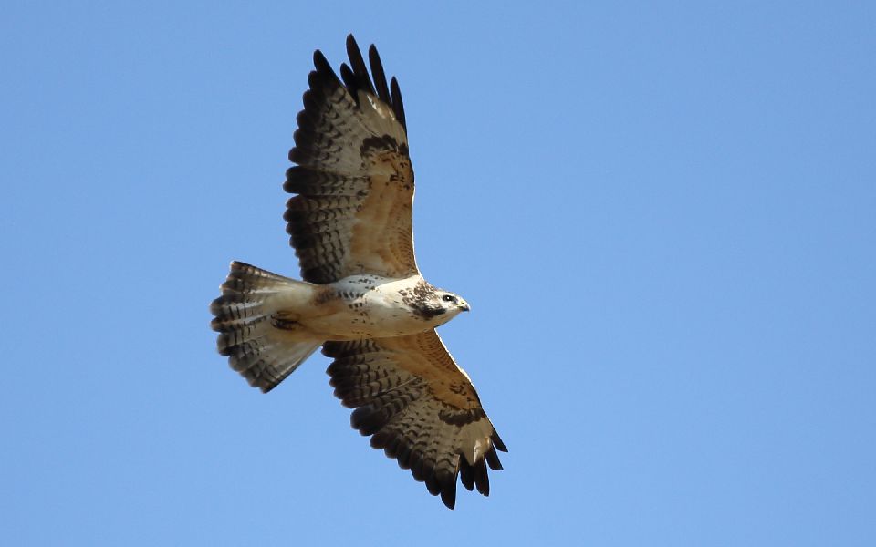 Ormvråk, Common Buzzard, Buteo buteo