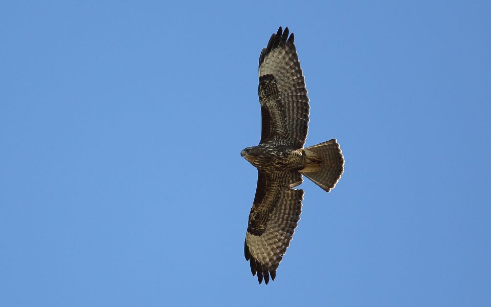 Ormvråk, Common Buzzard, Buteo buteo