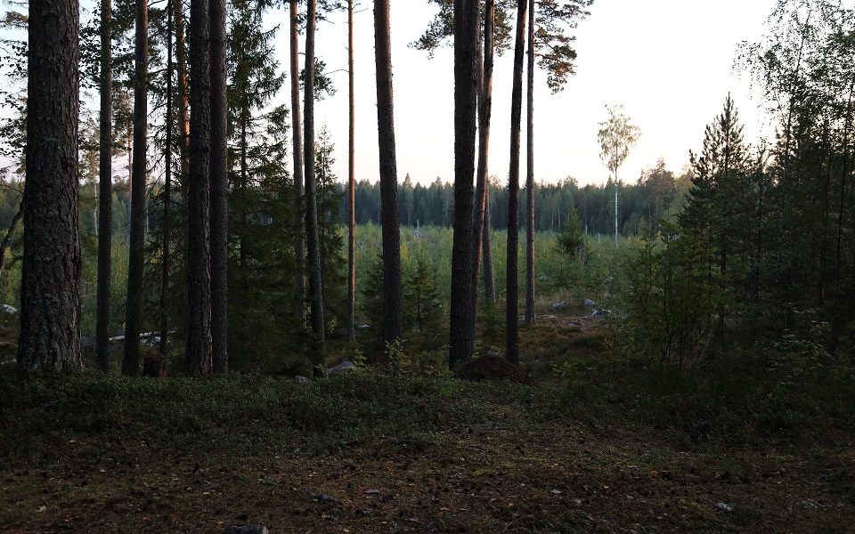 Ännu en skog borta