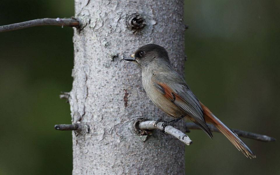 Lavskrika, Siberian Jay, Perisoreus infaustus