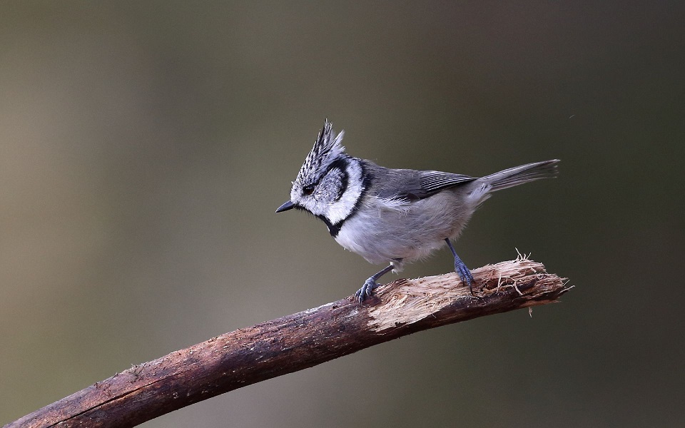 Tofsmes, European Crested Tit, Parus cristatus