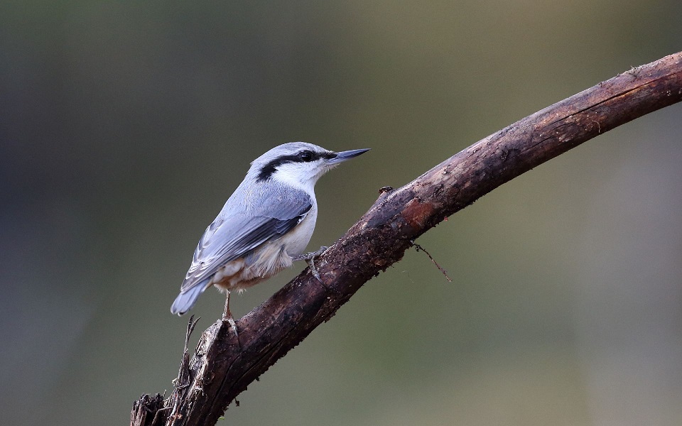 Nötväcka, Eurasian Nuthatch, Sitta europaea