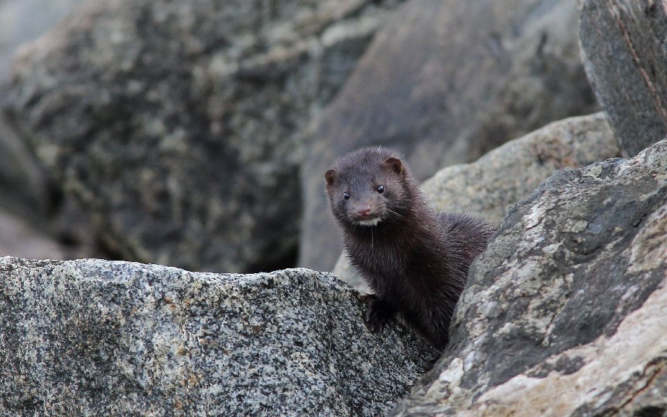 Mink, American mink, Mustela vison