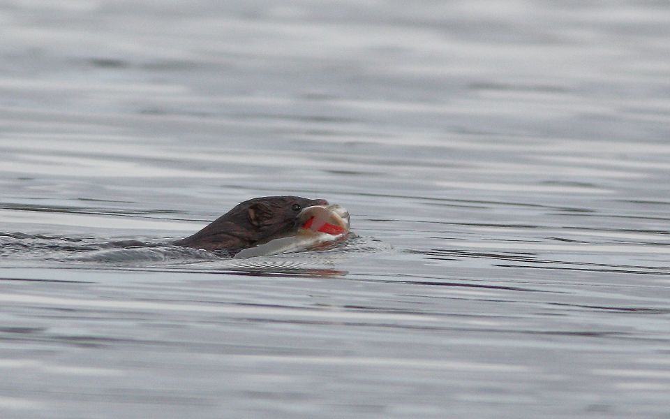 Mink, American mink, Mustela vison