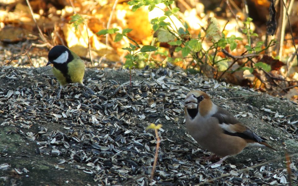 Stenknäck, Hawfinch, Coccothraustes coccothraustes