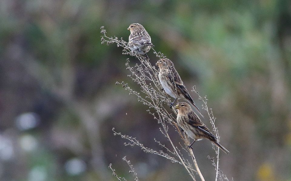 Vinterhämpling, Twite, Carduelis flavirostris