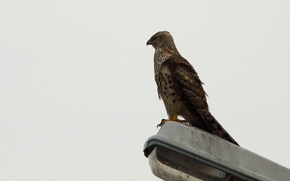 Duvhök, Northern Goshawk, Accipiter gentilis 