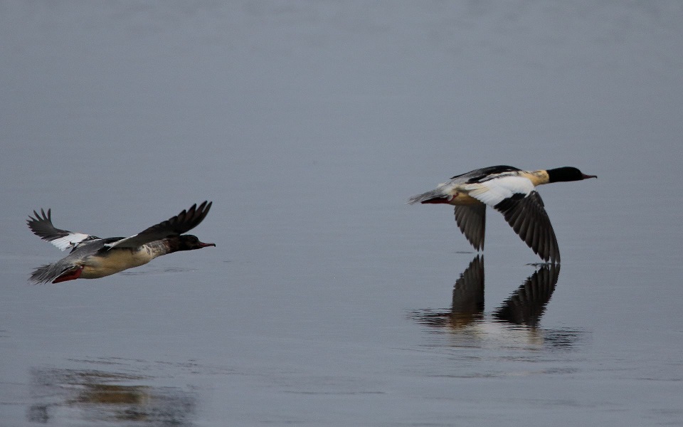 Storskrake, Common merganser, Mergus merganser