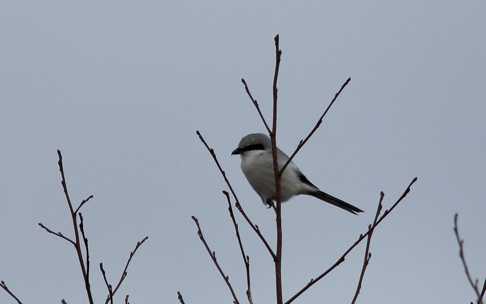 Varfågel, Great Grey Shrike, Lanius excubitor