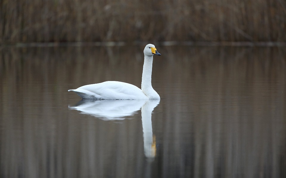 Sångsvan, Whooper Swan, Cygnus cygnus