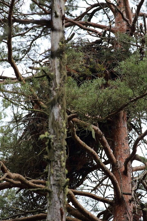 Örnbo, Eagle nest