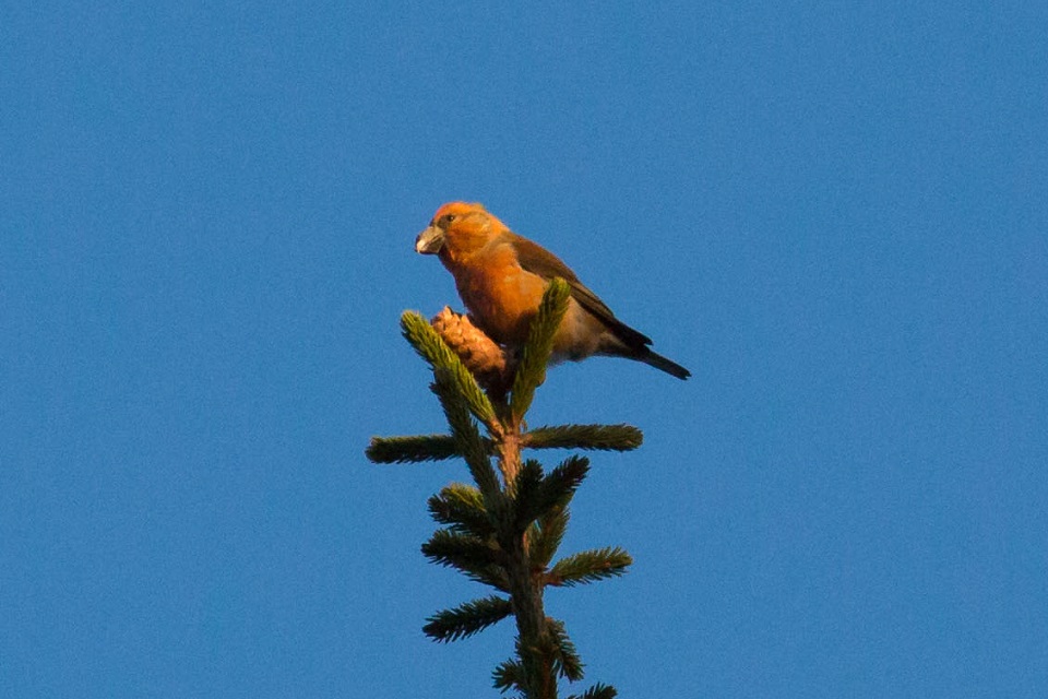 Mindre korsnäbb, Red crossbill, Loxia curvirostra