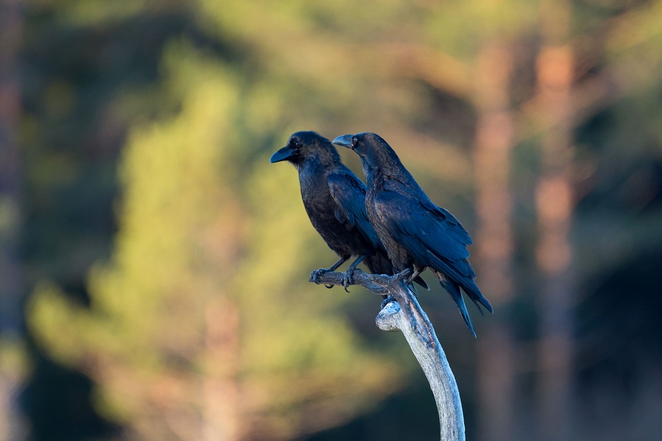 Korp, Raven, Corvus corax