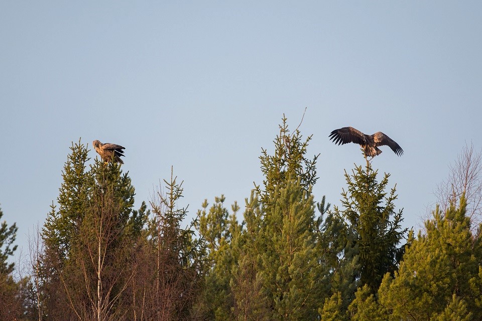 Havsörn, White-tailed Eagle, Haliaeetus albicilla