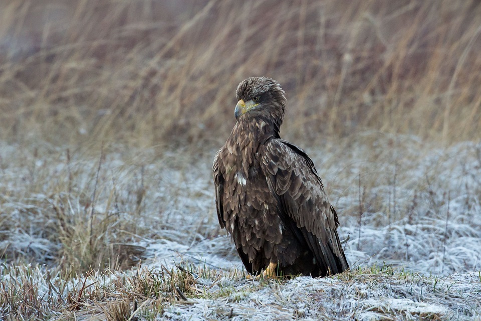 Havsörn, White-tailed Eagle, Haliaeetus albicilla