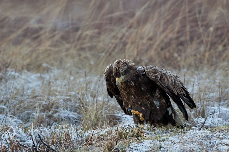 Havsörn, White-tailed Eagle, Haliaeetus albicilla