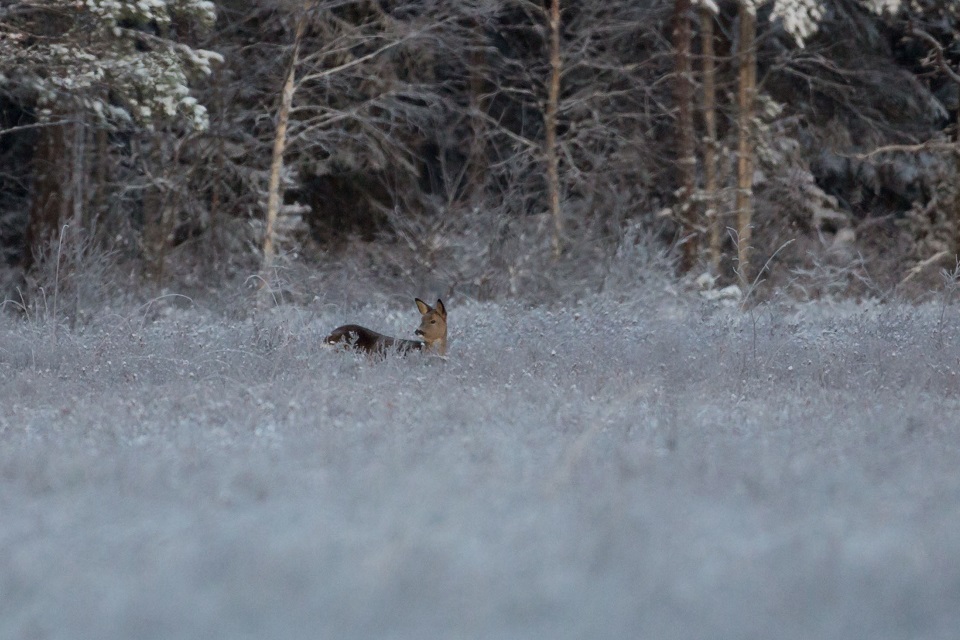 Rådjur, European roe deer, Capreolus capreolus