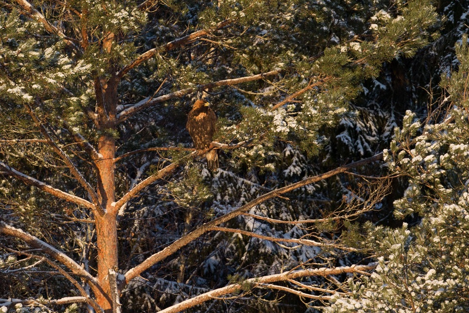 Kungsörn, Golden Eagle, Aquila chrysaetos