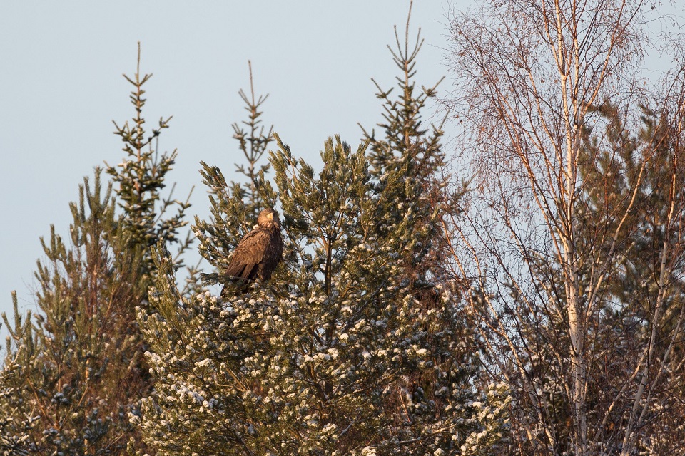 Havsörn, White-tailed Eagle, Haliaeetus albicilla