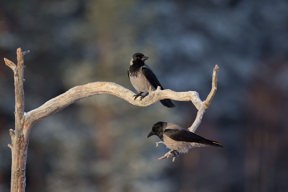 Kråka, Hooded crow, Corvus cornix