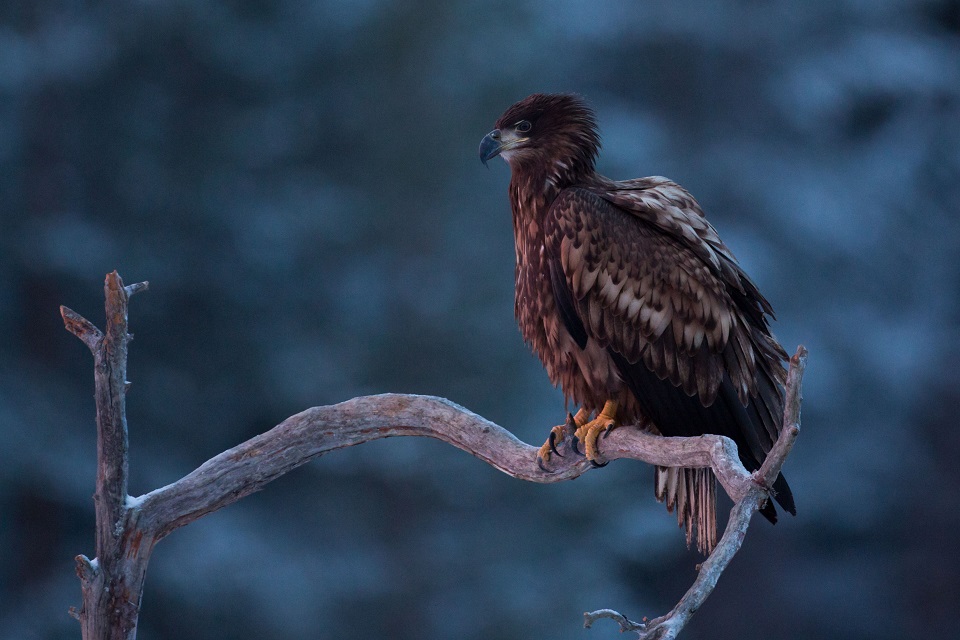 Havsörn, White-tailed Eagle, Haliaeetus albicilla