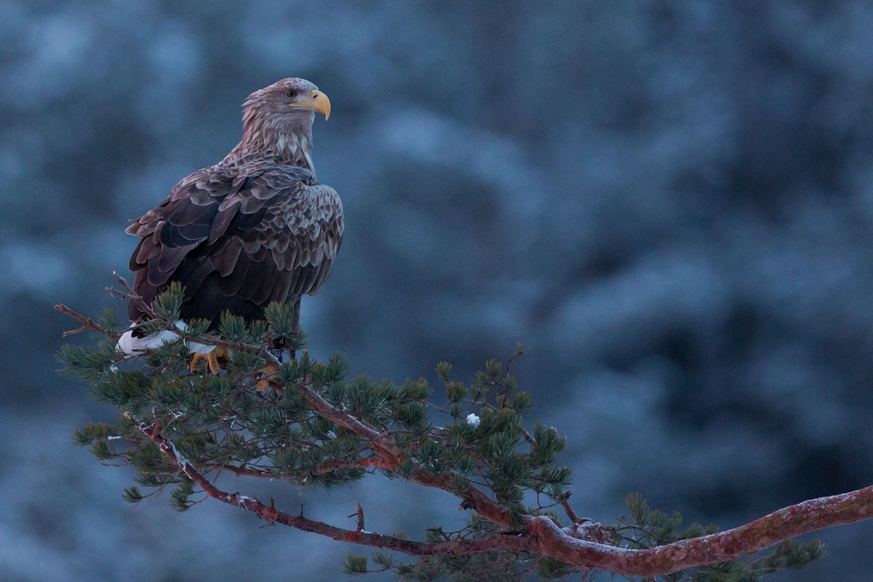 Havsörn, White-tailed Eagle, Haliaeetus albicilla