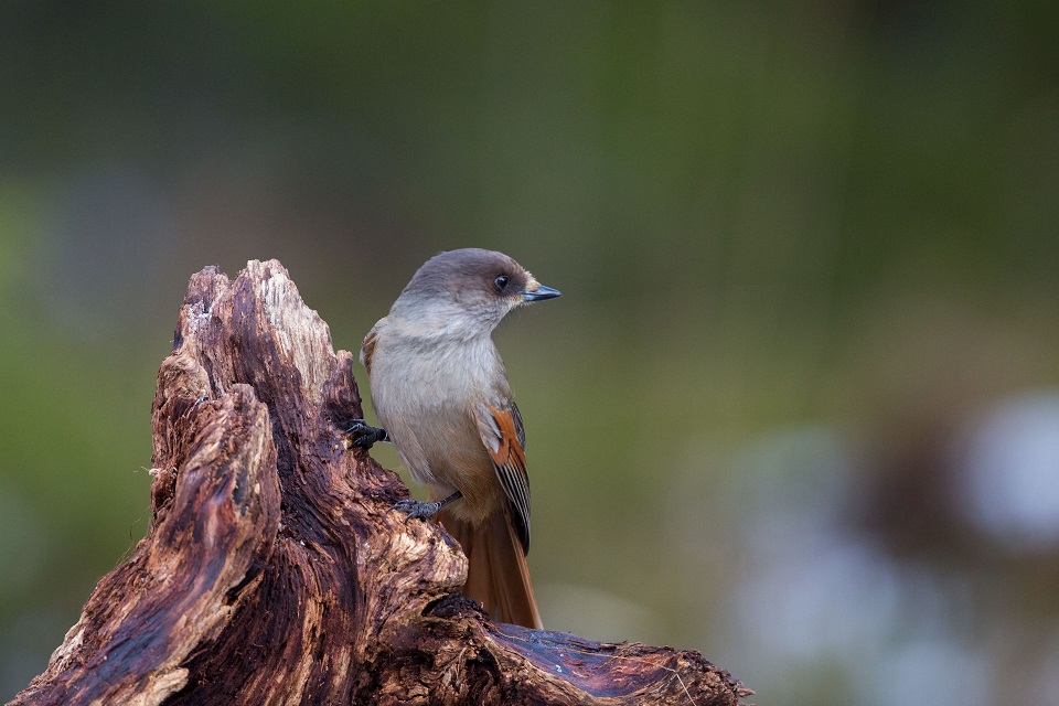 Lavskrika, Siberian Jay, Perisoreus infaustus