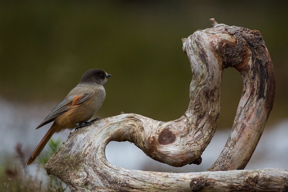 Lavskrika, Siberian Jay, Perisoreus infaustus