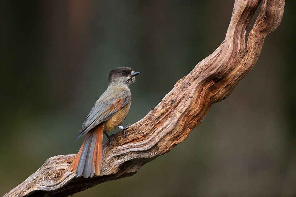 Lavskrika, Siberian Jay, Perisoreus infaustus