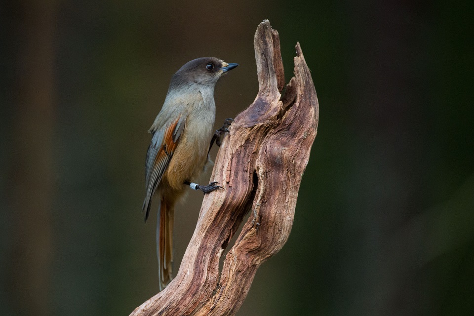 Lavskrika, Siberian Jay, Perisoreus infaustus