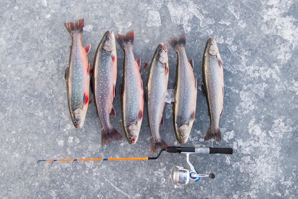 Röding, Arctic char, Salvelinus alpinus