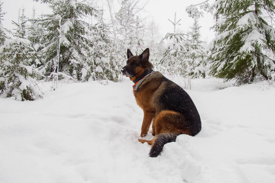 Ozzy njuter i snön