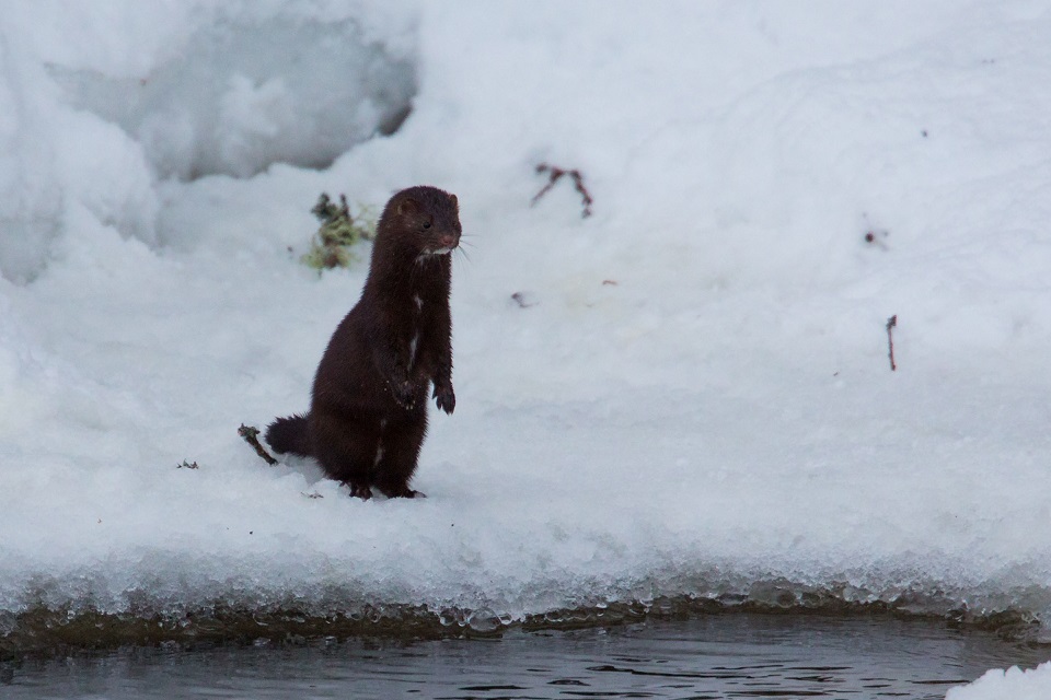 Mink, American mink, Mustela vison