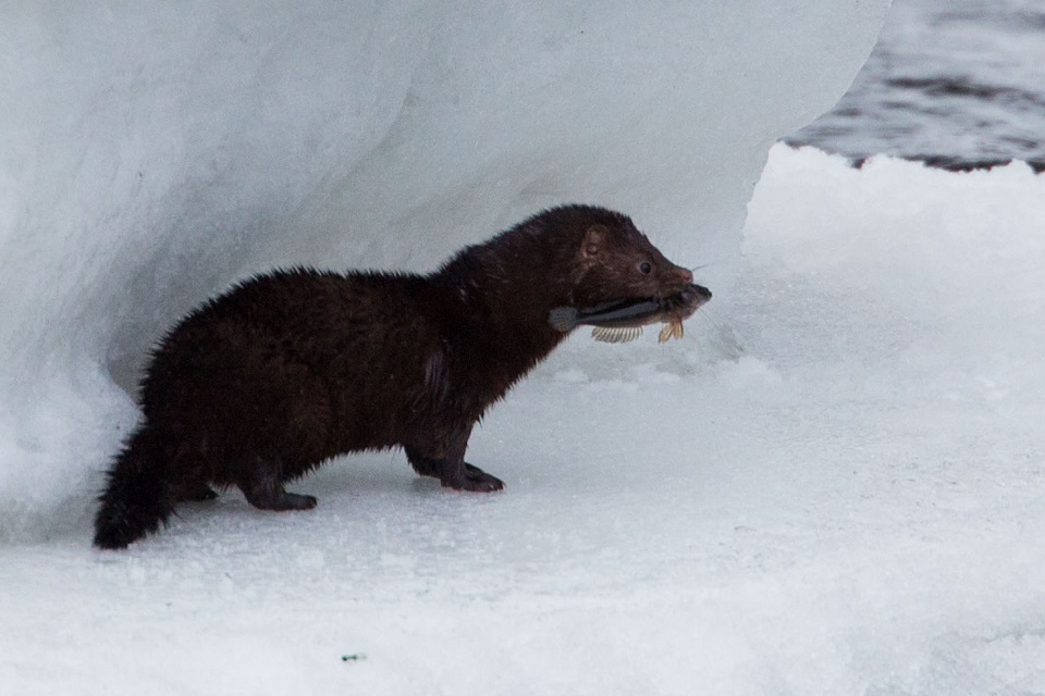 Mink, American mink, Mustela vison