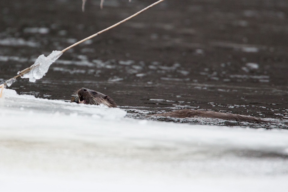 Utter, European otter, Lutra lutra