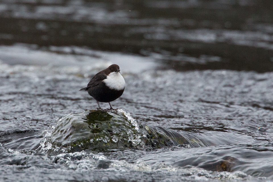 Strömstare, White-throated dipper, Cinclus cinclus