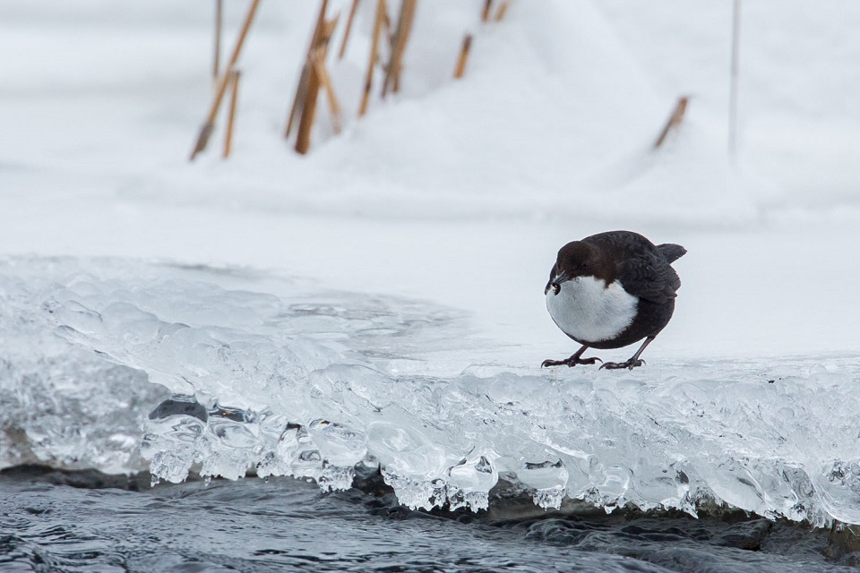 Strömstare, White-throated dipper, Cinclus cinclus