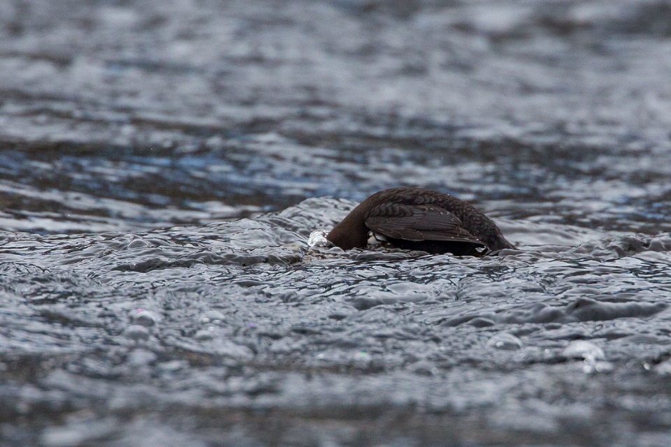 Strömstare, White-throated dipper, Cinclus cinclus