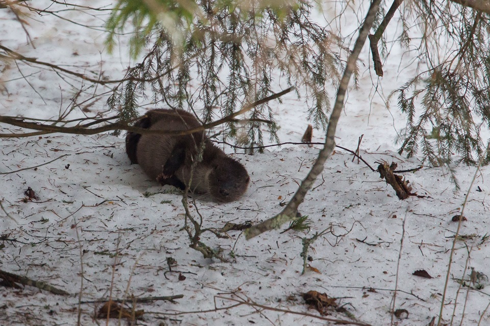 Utter, European otter, Lutra lutra