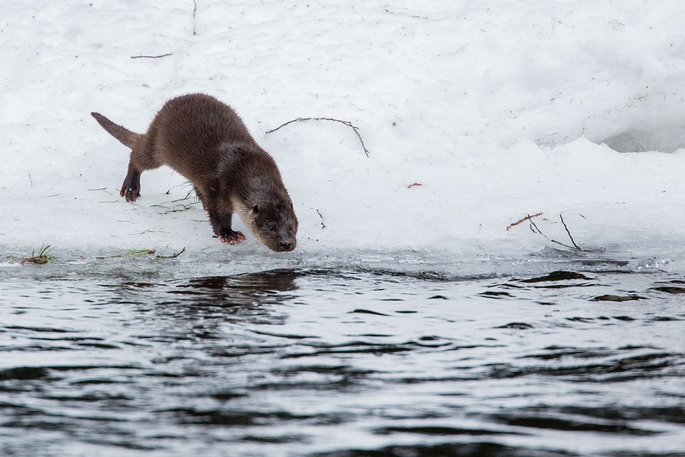 Utter, European otter, Lutra lutra