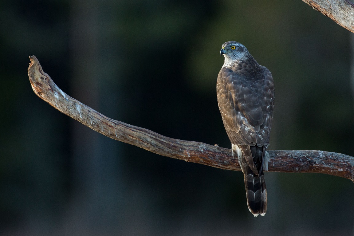 Duvhök, Northern Goshawk, Accipiter gentilis