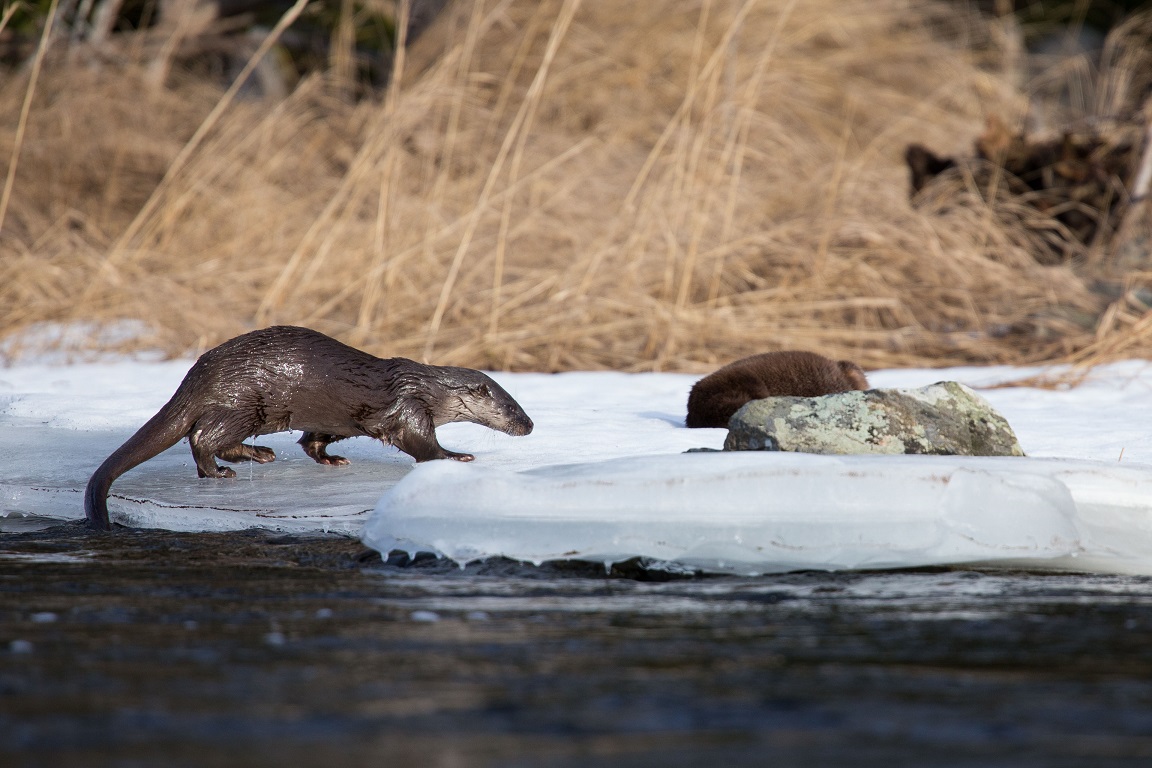 Utter, European otter, Lutra lutra