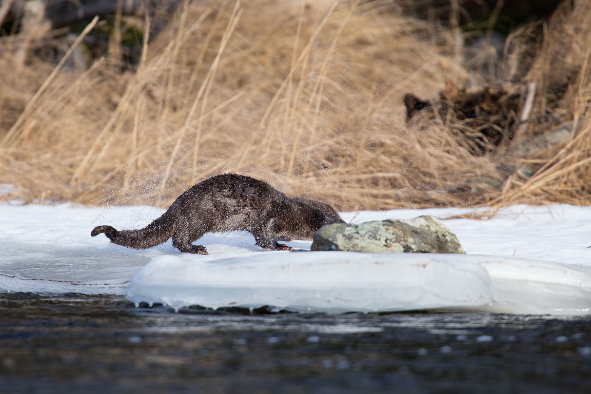 Utter, European otter, Lutra lutra