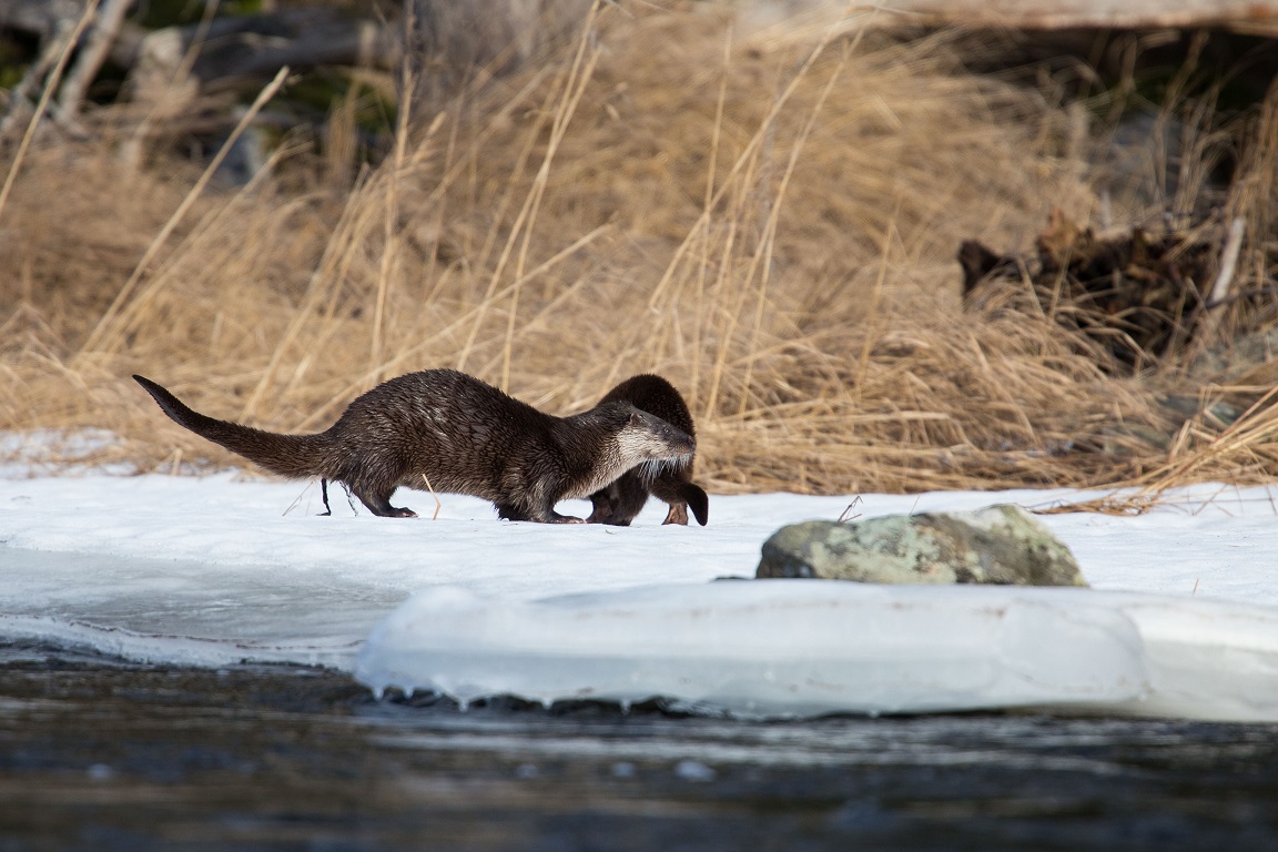 Utter, European otter, Lutra lutra