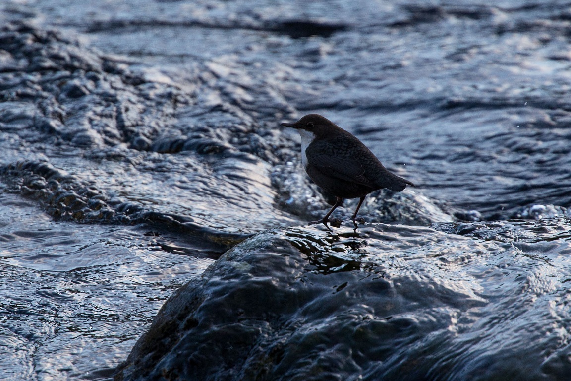 Strömstare, White-throated dipper, Cinclus cinclus