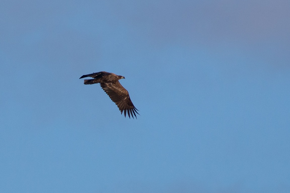 Havsörn, White-tailed Eagle, Haliaeetus albicilla