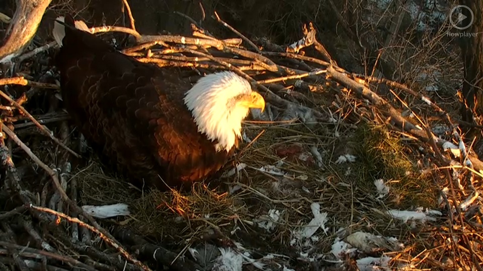 Vithövdad Havsörn, Bald Eagle